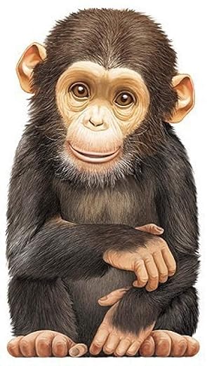 Little Chimp Look at Me Board Book